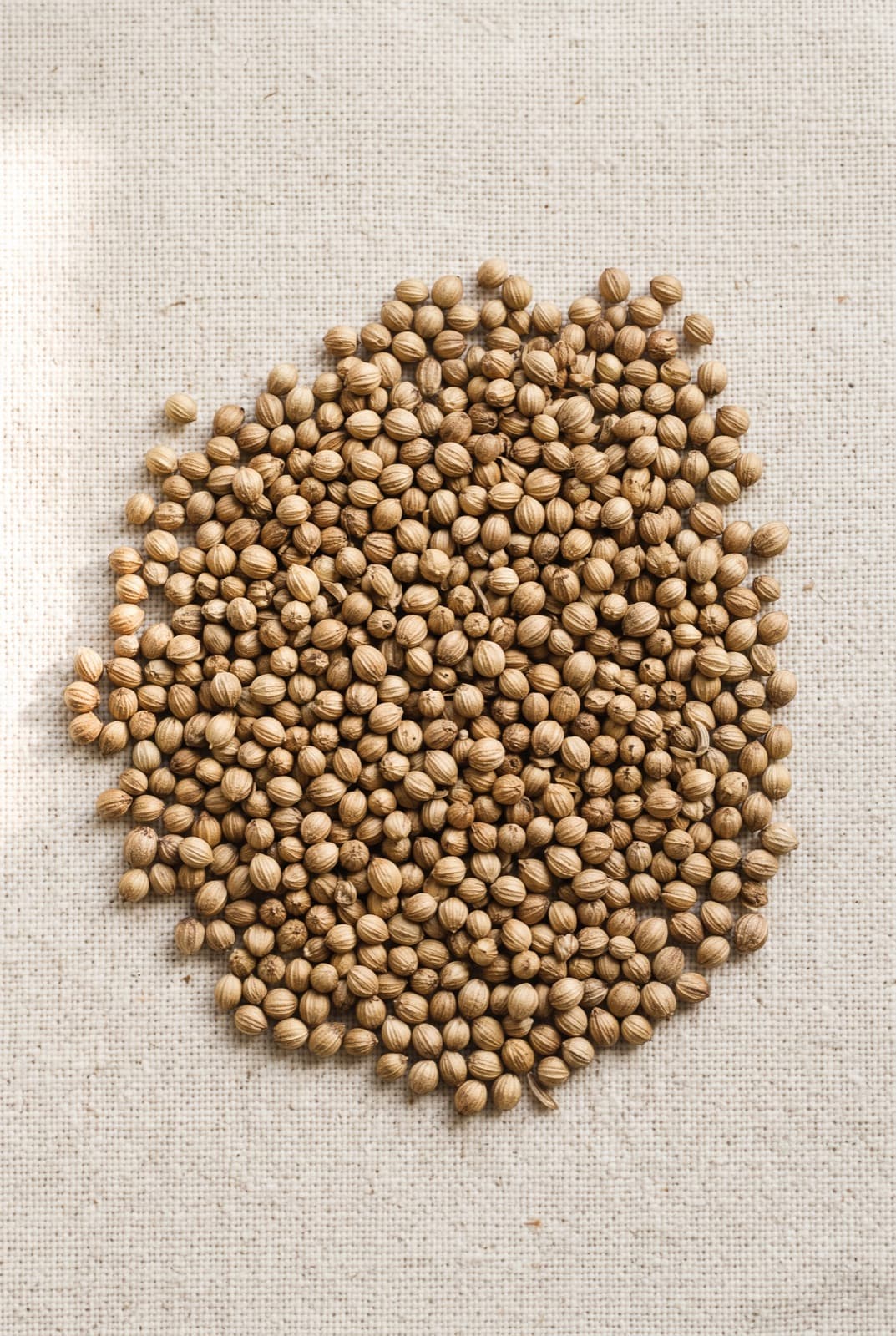 Coriander Seeds — Coriandrum sativum, on linen